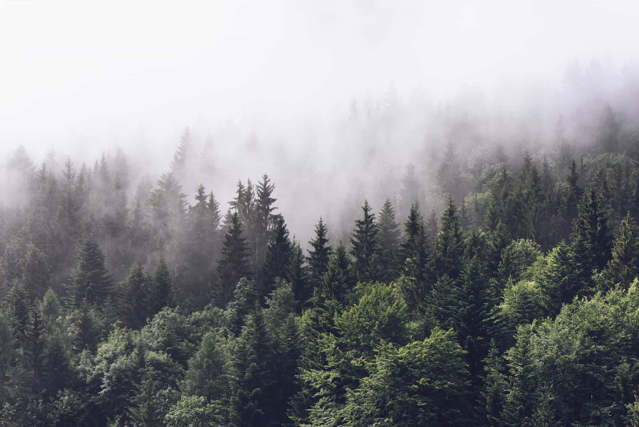 m1798_1s_Evergreen-Forest-in-Misty-Clouds-Wall-Mural-Misty-Forest_Mural-Pattern
