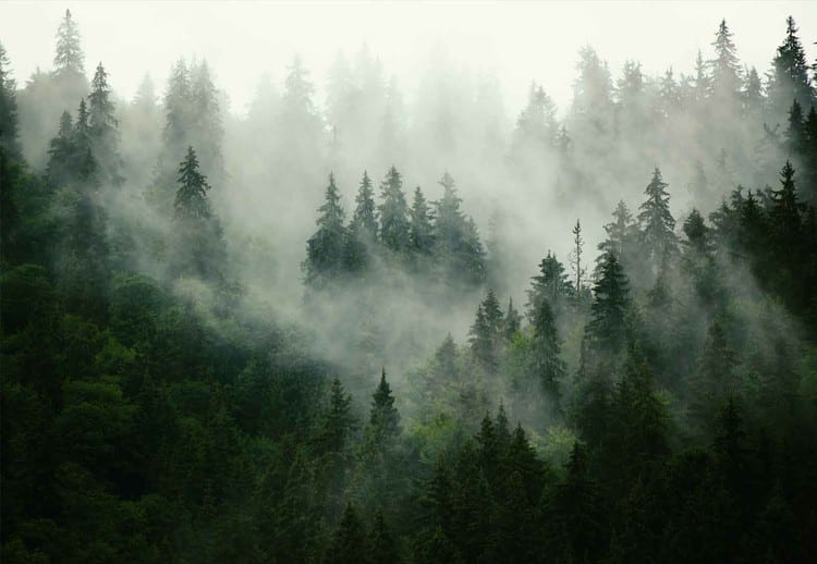 misty-forest-i57062